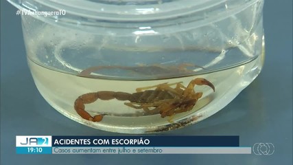 Acidentes com escorpiões são mais frequentes de julho a setembro; saiba mais