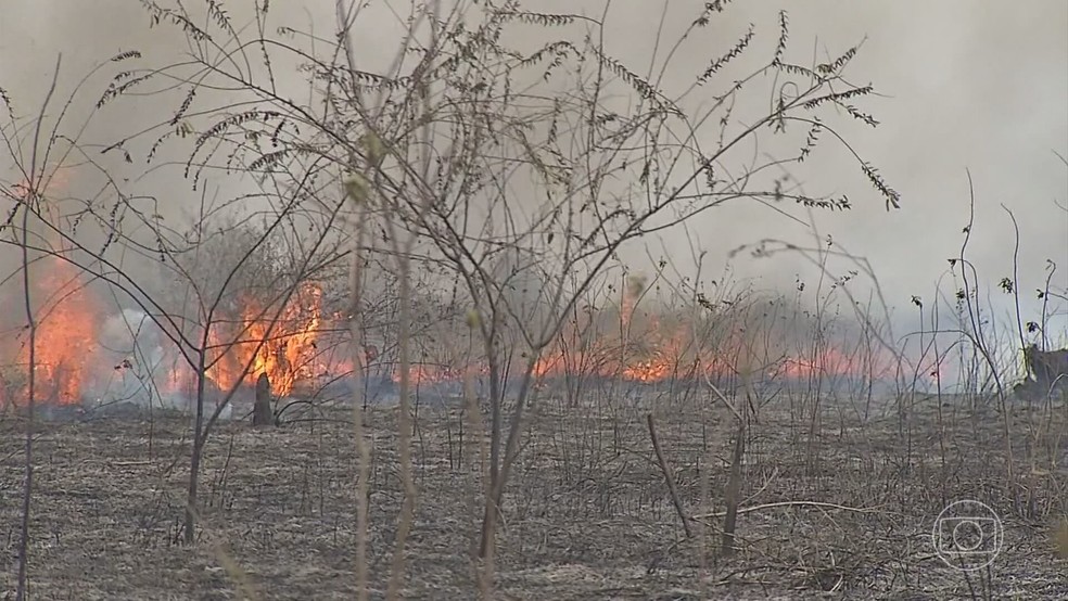 Fogo no Pantanal — Foto: Reprodução/TV Globo