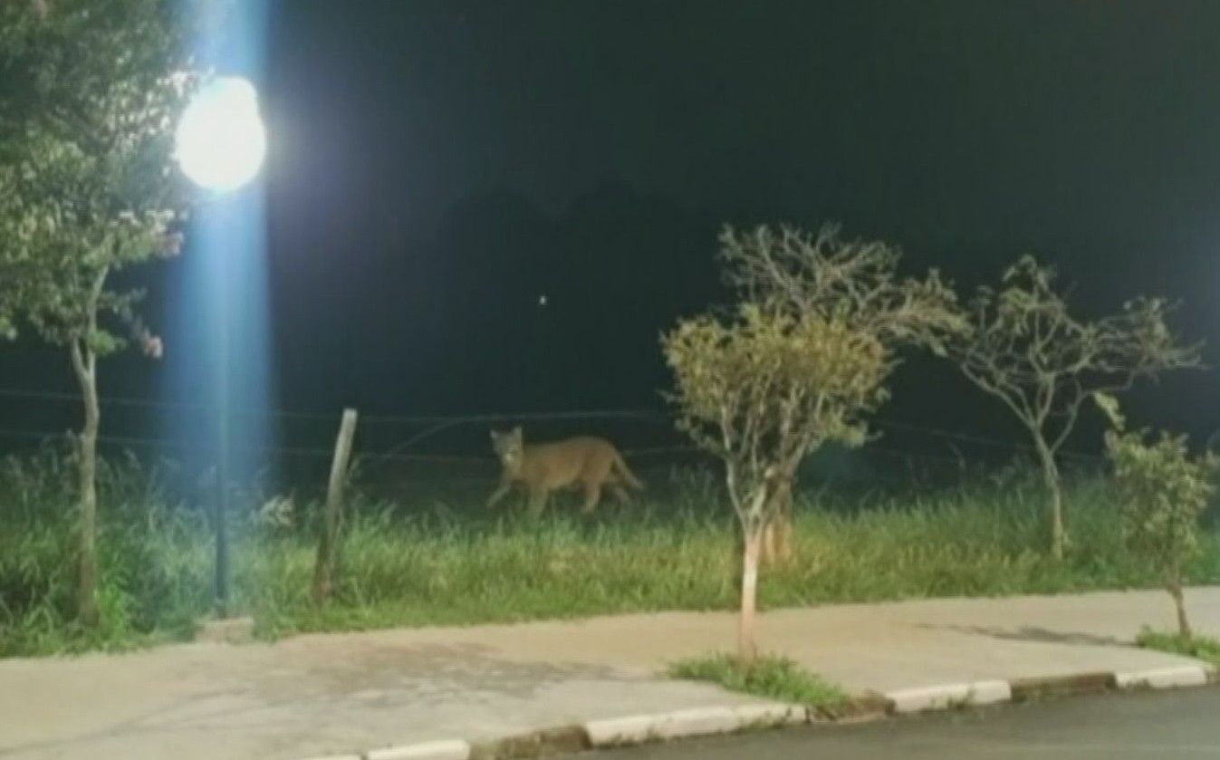 VÍDEO: onça-parda é flagrada em área de mata perto de casas no interior de SP