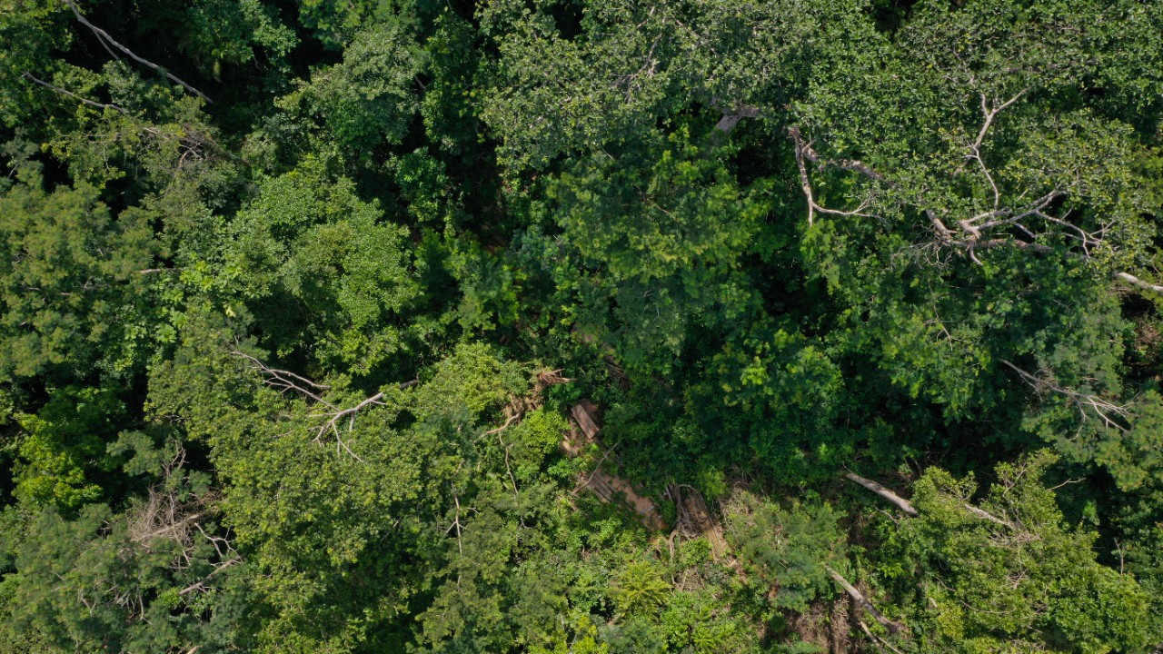 Aplicação ilegal de agrotóxico com drones em área de quase 900 hectares é investigada no Acre