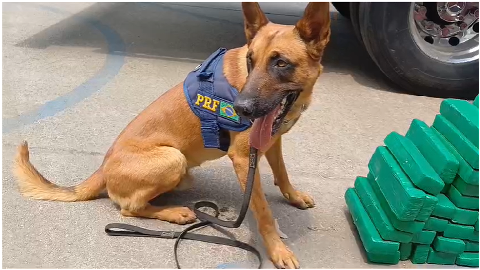 O Grupo de Operações com Cães (GOC-RJ) da PRF foi acionado para a ocorrência — Foto: Divulgação/Polícia Rodoviária Federal