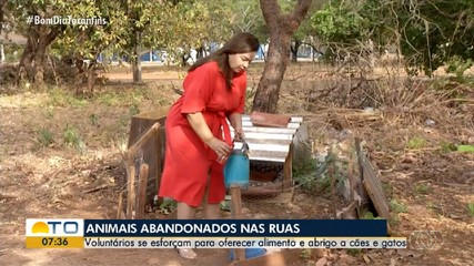 Voluntários enfrentam desafios para alimentar e manter abrigos de animais de rua