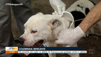 Taquaruçu recebe serviços de encoleiramento de animais