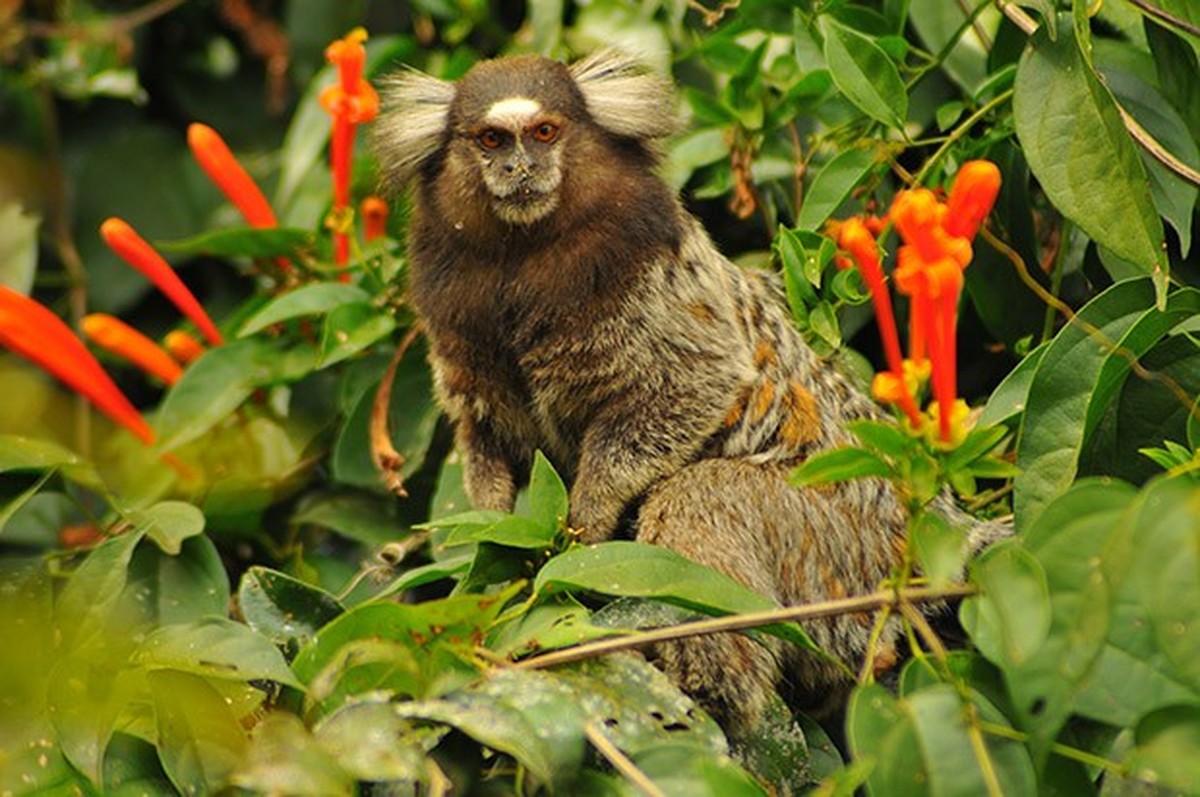 37 ideias de Sagui  animais, macacos, primatas