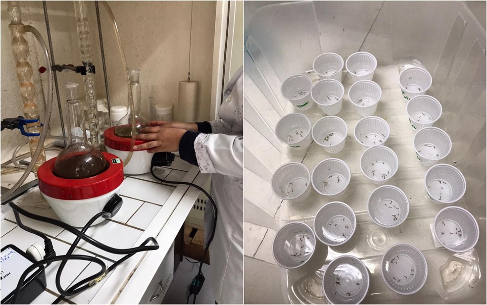 Estudo de universidade mineira usa extrato de café para combater mosquito da dengue com quase 100% de eficácia — Foto: Divulgação / Universidade Federal de Lavras