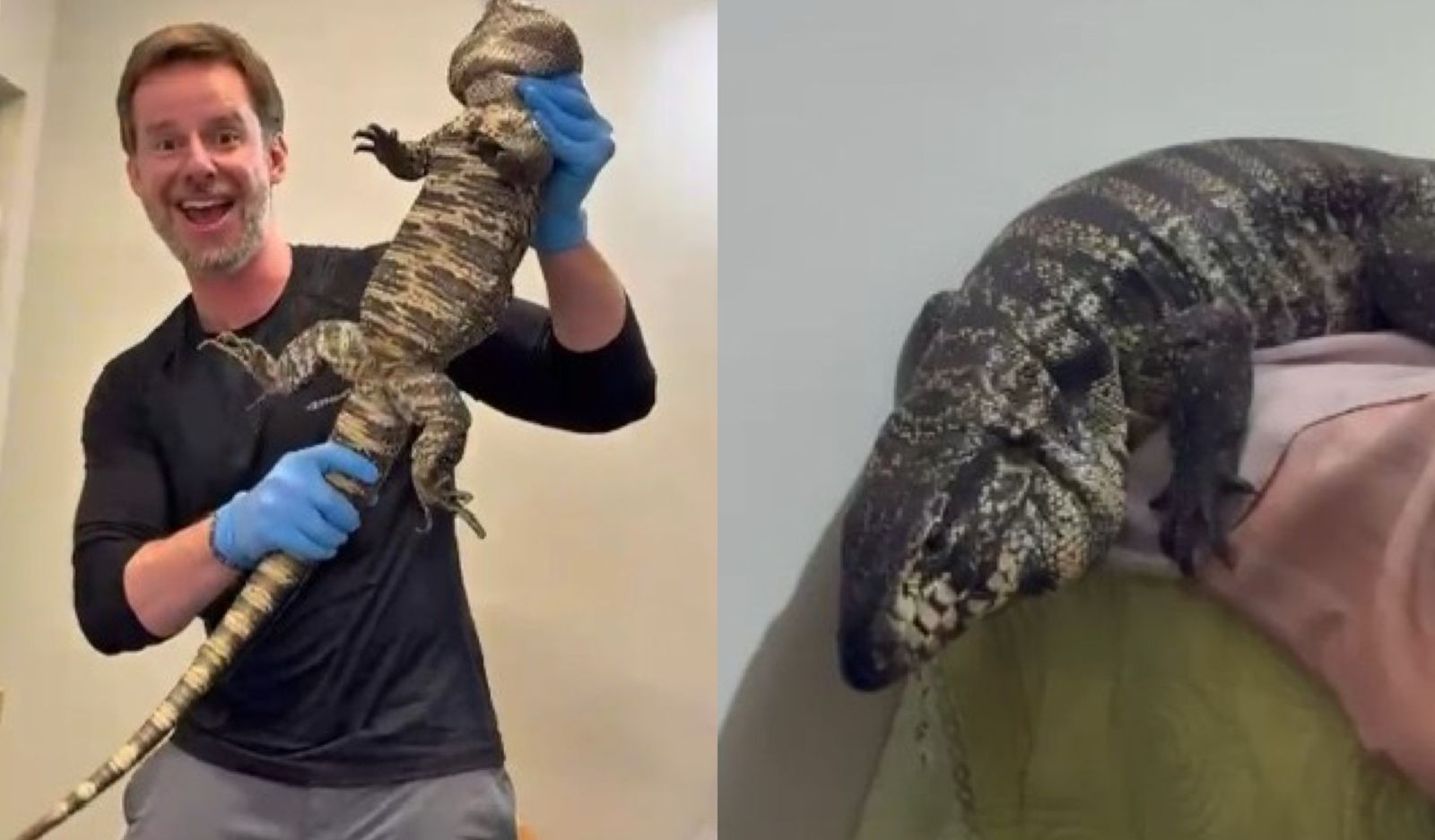 Mais de 4 kg e locais inusitados: lagartos assustam moradores em pista de corrida, cama e máquina de lavar em SC; VÍDEO