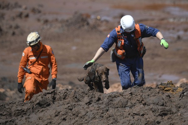 Oitavo dia de buscas em Brumadinho com 110 mortos e 238 desaparecidos