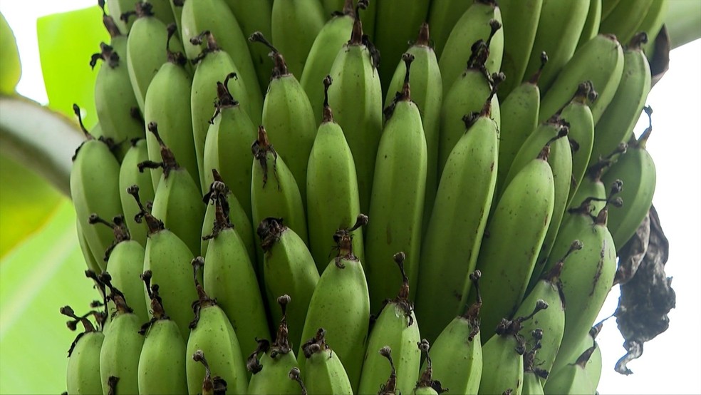 Espécie de banana Ambrosia, do tipo nanica, surgiu na Jamaica e promete alavancar a produção do Espírito Santo — Foto: Reprodução/TV Gazeta
