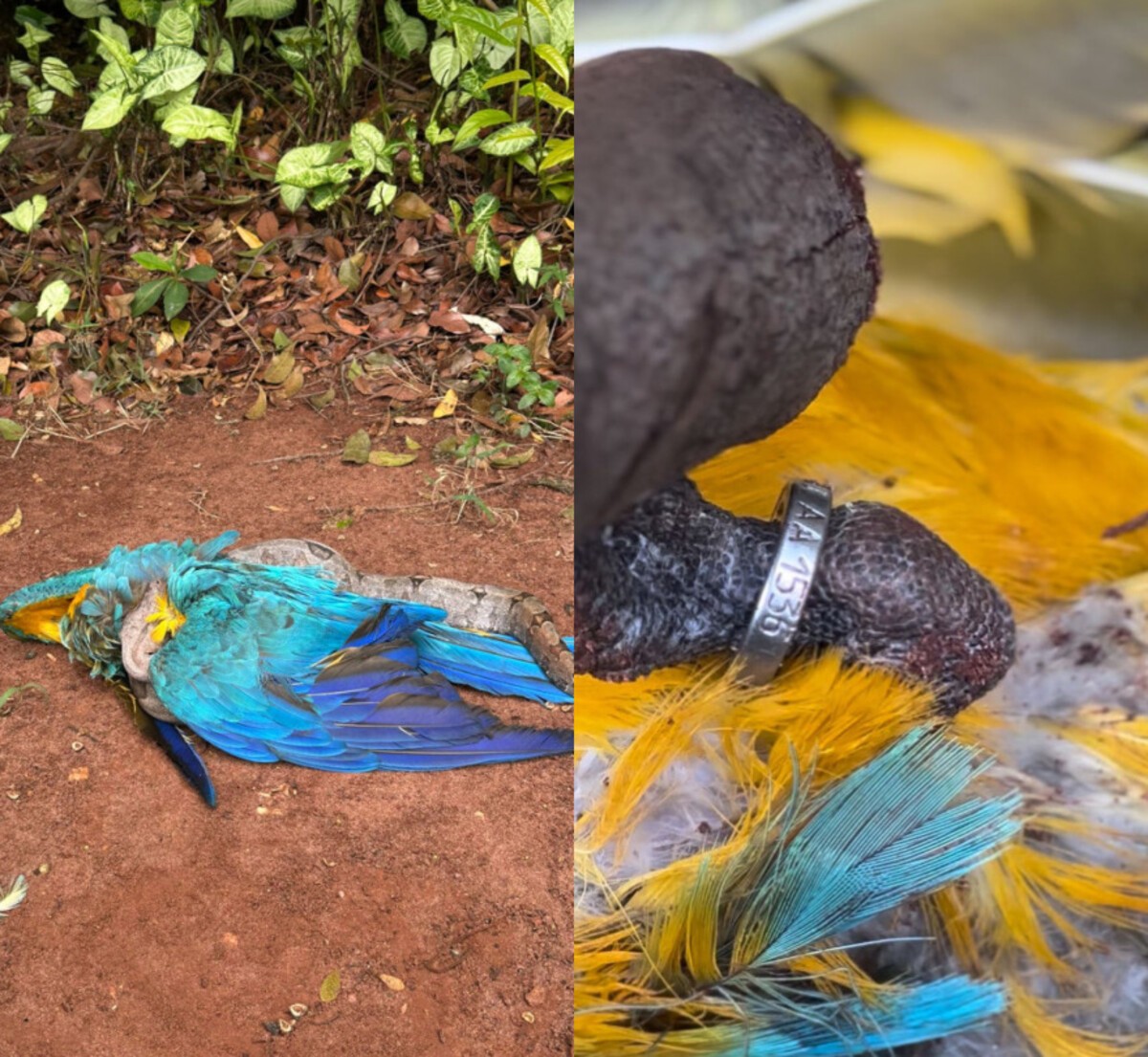 Vídeo: Jiboia ataca arara-canindé monitorada há 5 anos em parque de Campo Grande