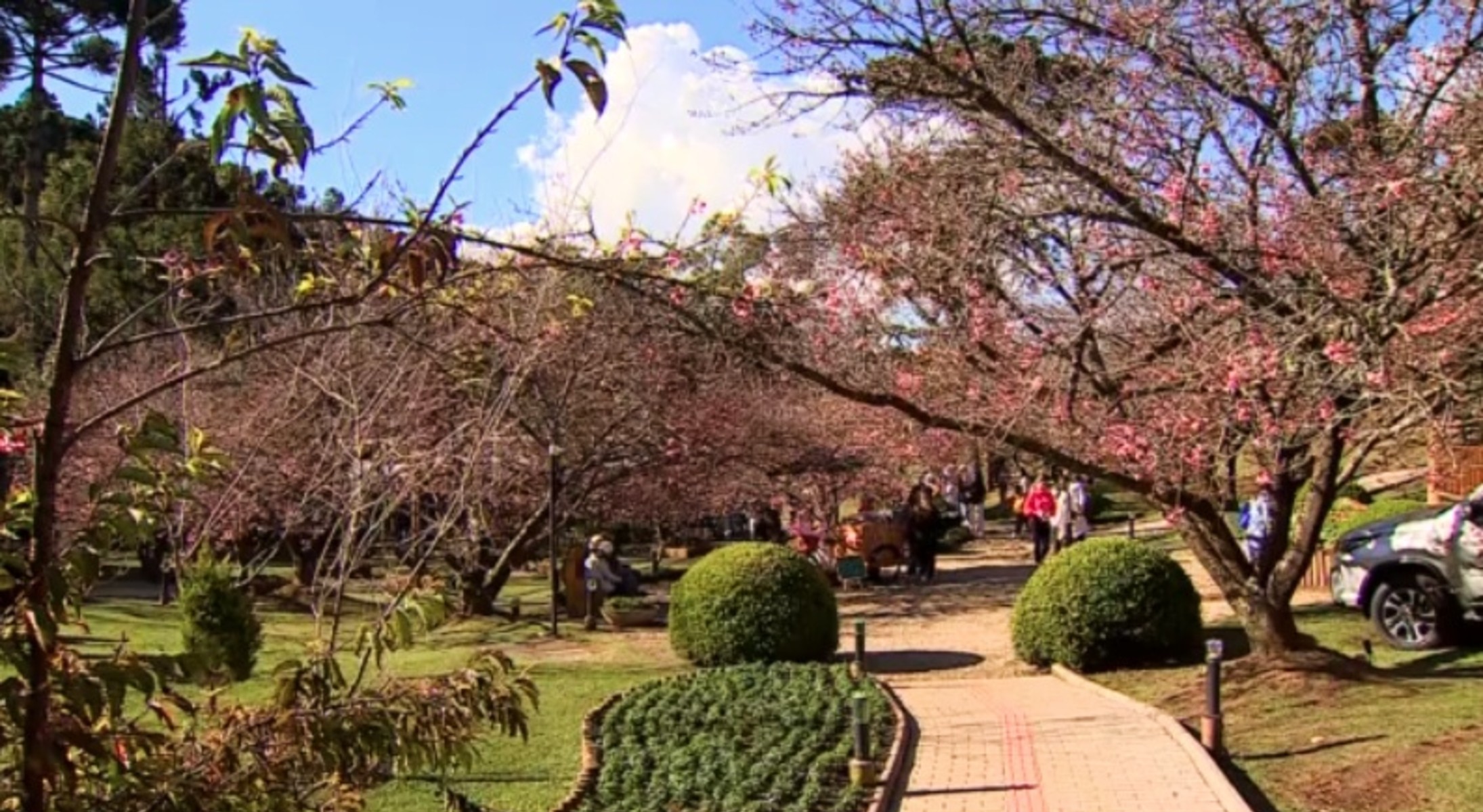 Festa das Cerejeiras começa em Campos do Jordão; veja programação