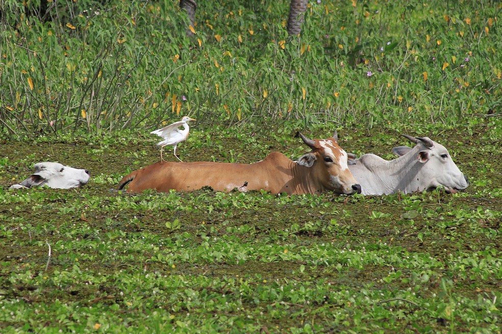 Vacas atravessam área de pasto a nado após cheias — Foto: Reuters