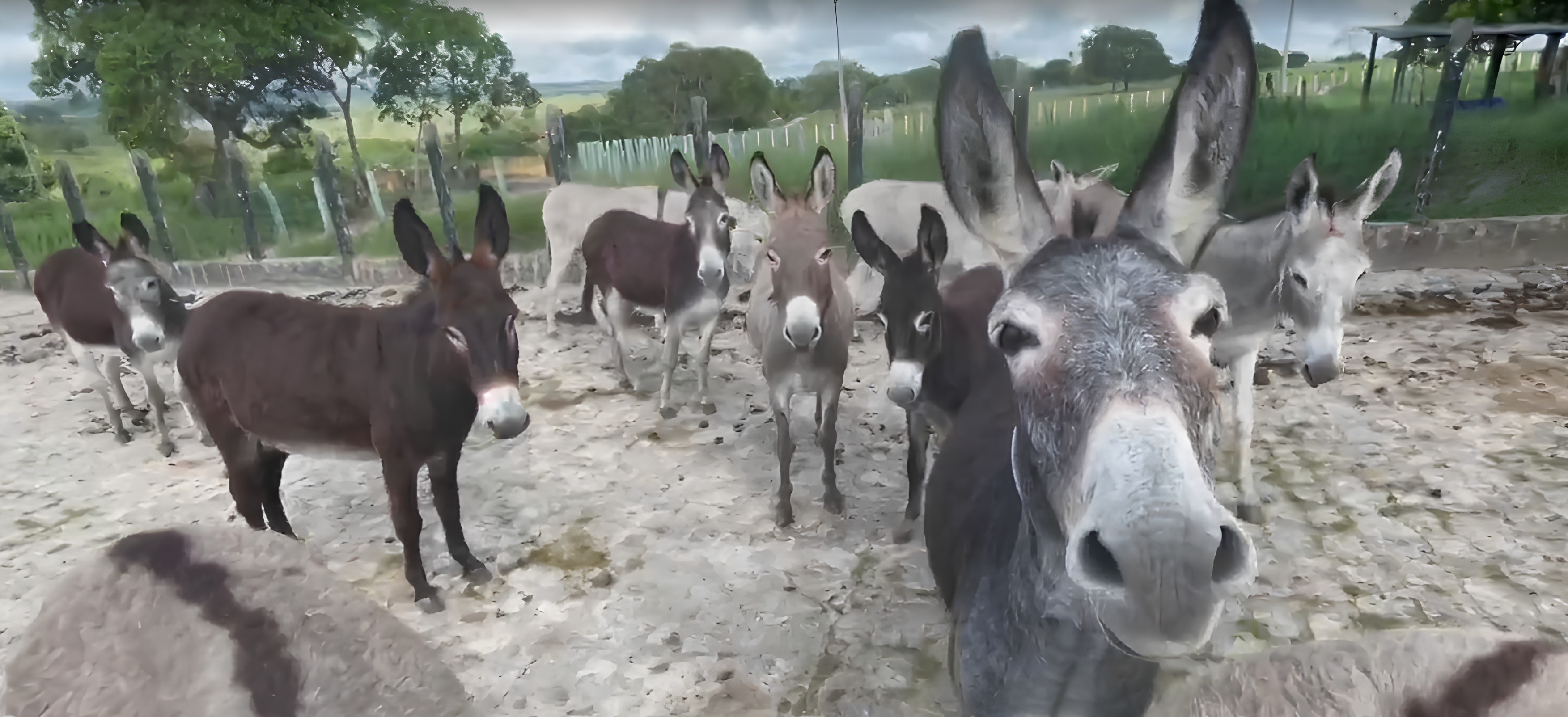 Você Não Tá Convidada pro Meu Bat Mitzvá!