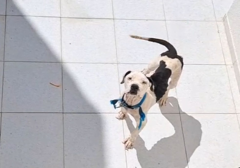 Pitbull resgatado em Itabaiana — Foto: SSP