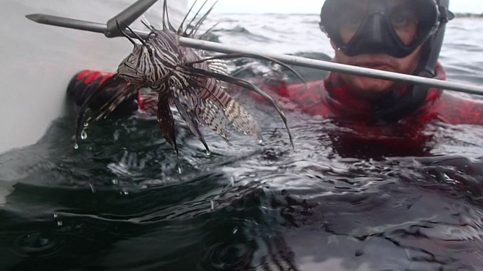Outros países na rota de invasão do animal incentivam pesca para controle da população — Foto: Labomar/Divulgação