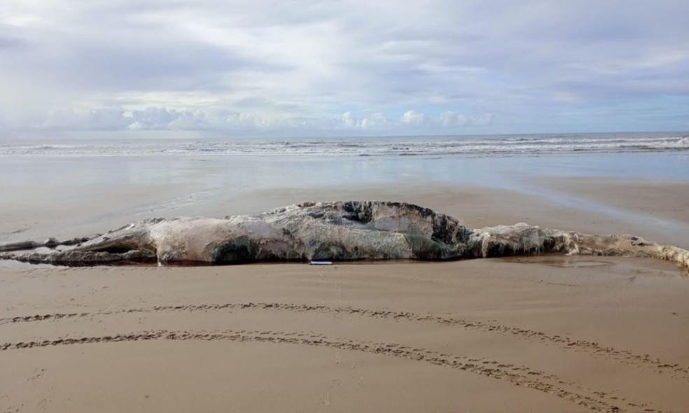 Baleia-jubarte de mais de 12 metros é encontrada morta no litoral