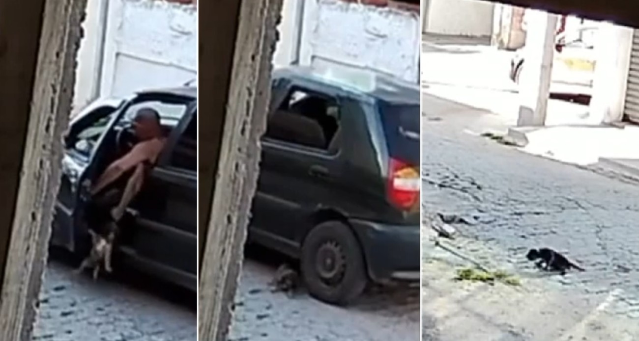 Cadelinha é jogada para fora do carro e atropelada em Campos; filhote foi adotado após vídeo gerar comoção e revolta