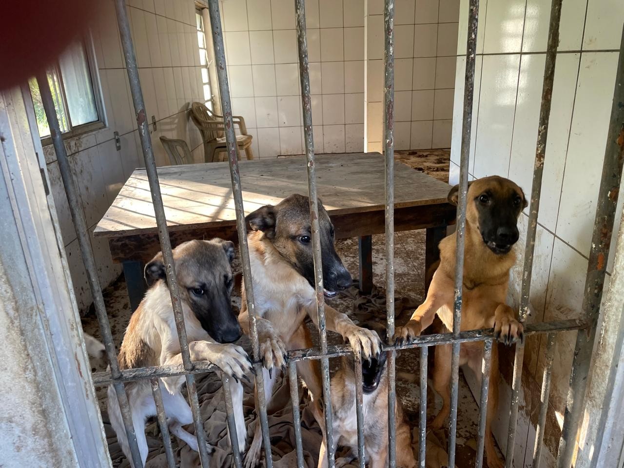 Sete cães são encontrados em situação de maus-tratos em São José dos Campos; tutora foi multada em R$ 21 mil