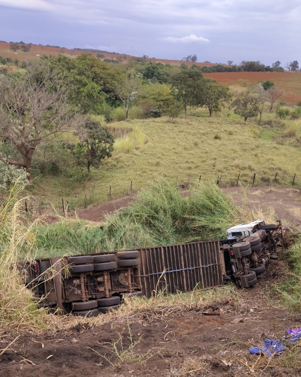 Acidente com vários veículos na BR-262 deixa mais de 40 animais mortos em Uberaba