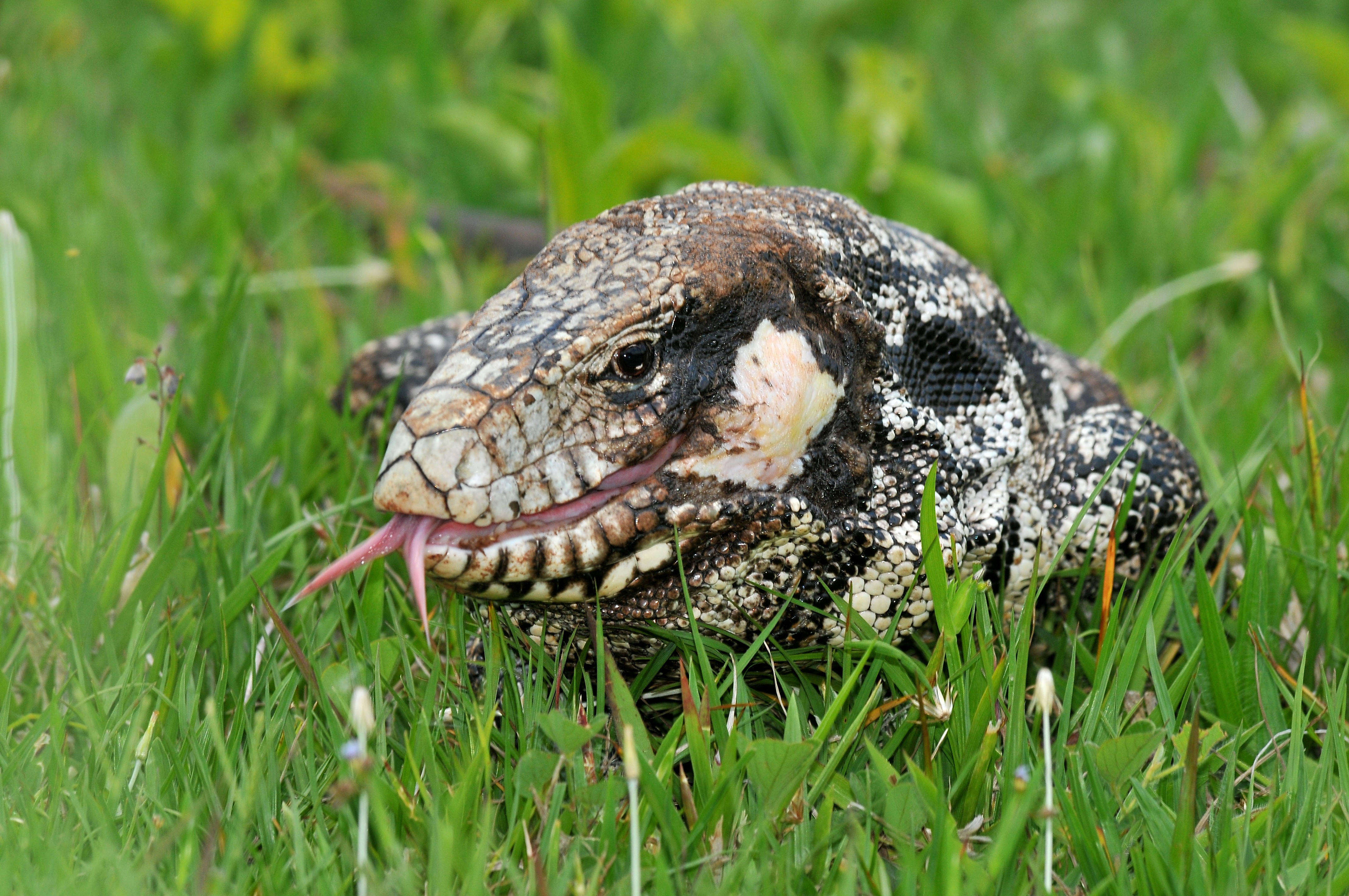 VÍDEO: trabalhador tenta dar água para lagarto, é atacado e perde parte do dedo em MT