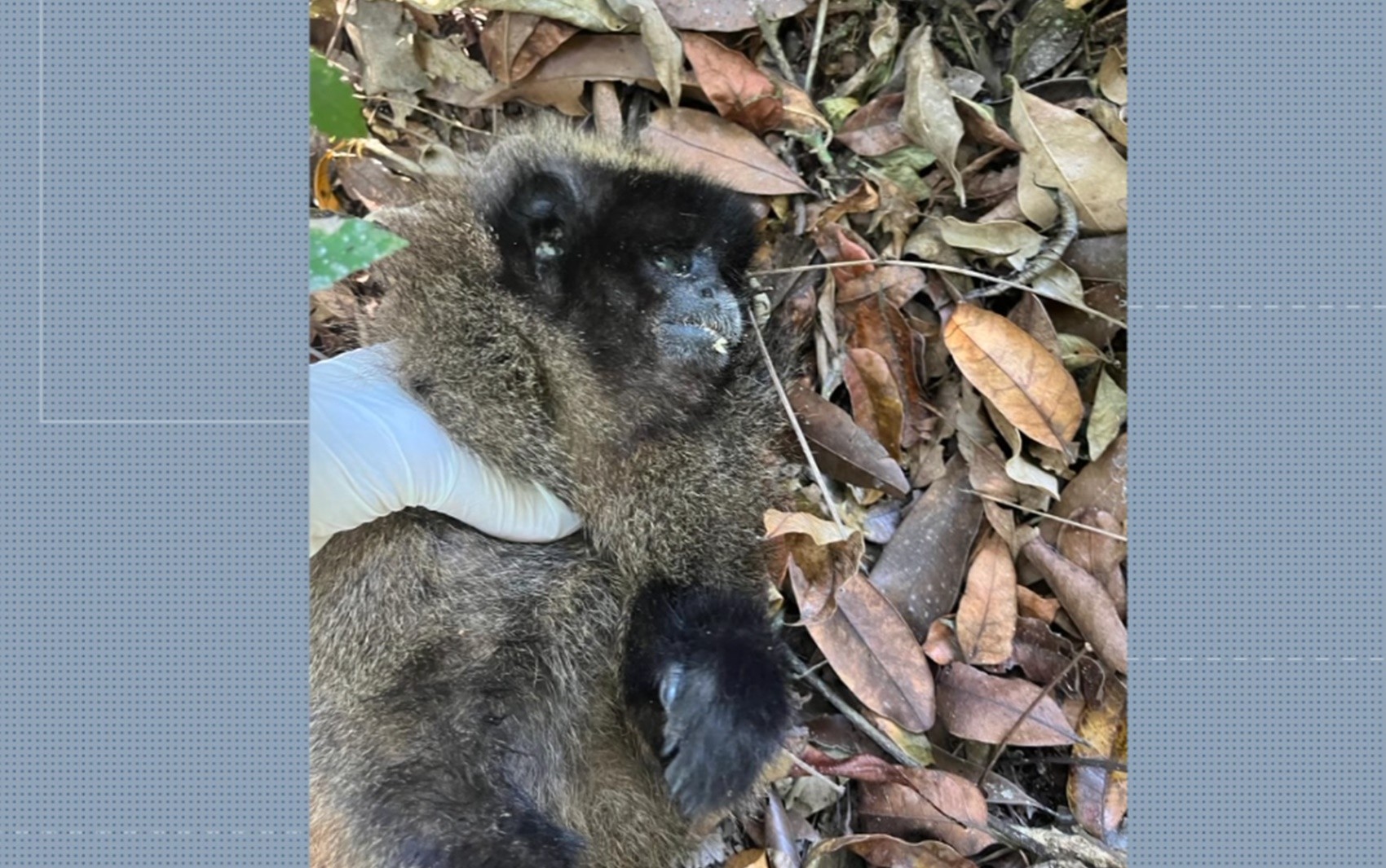 Prefeitura de Santa Rita de Caldas reforça vacinação contra febre amarela após macaco ser encontrado morto