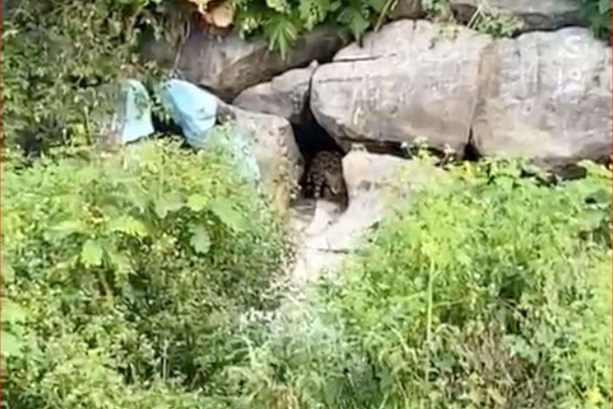 'Nunca tinha visto': moradores relatam emoção ao avistar onça durante pescaria no Pantanal