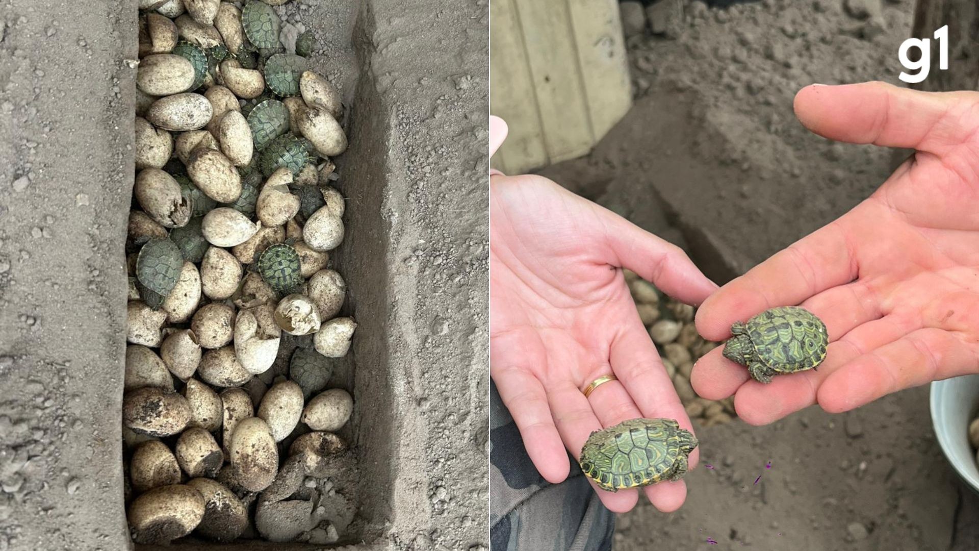 VÍDEO: 10 mil ovos de tartarugas são apreendidos em canteiros clandestinos no RS