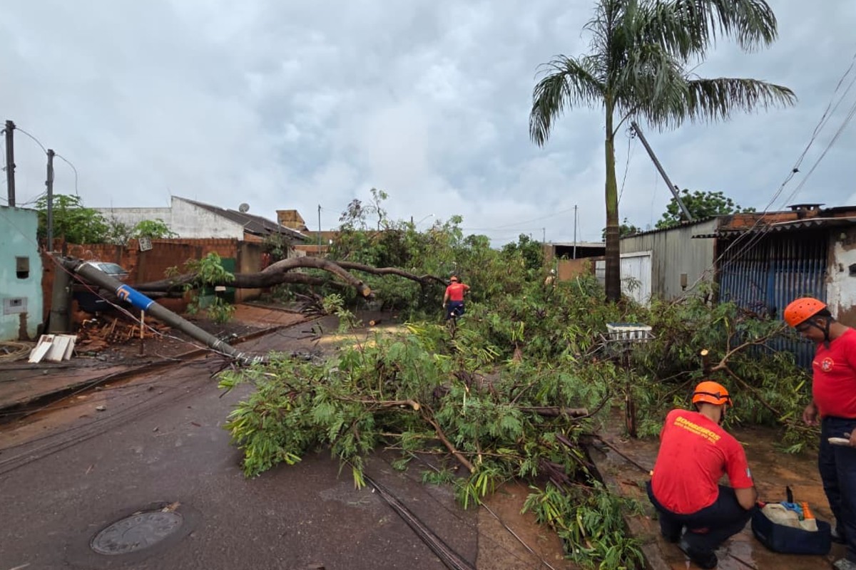 Árvores caídas, ruas alagadas e carros atolados: pós-chuva revela cenário de caos em Campo Grande