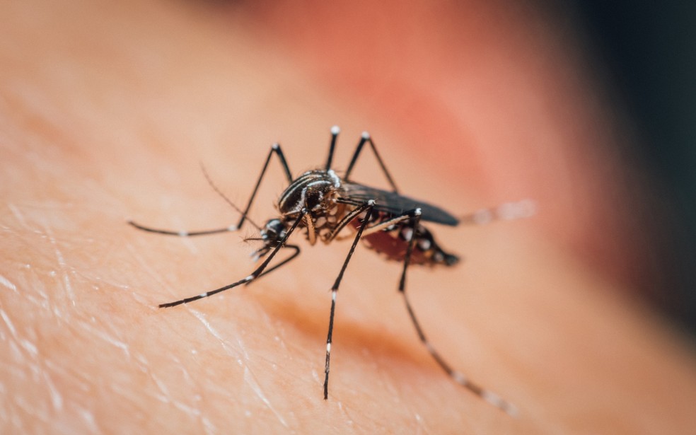 Proteja-se contra o Aedes aegypti e evite doenças graves — Foto: Banco de imagens