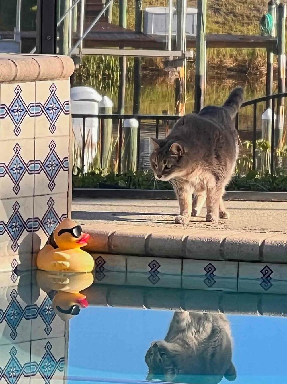 "Piscina de amigos", finalista do Comedy Pet Photo Awards — Foto: Diann C. Johnson/Comedy Pets