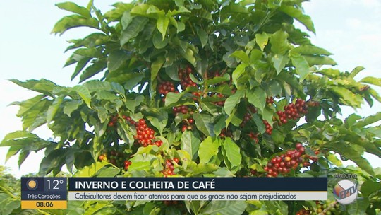 Saiba como proteger os grãos de café do frio no período do inverno e evitar prejuízos - Programa: Bom Dia Cidade – Sul de Minas 