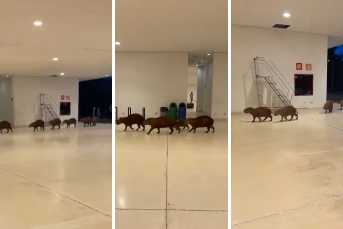VÍDEO: grupo de capivaras passeia pela Cidade Administrativa, sede do governo de Minas, em BH