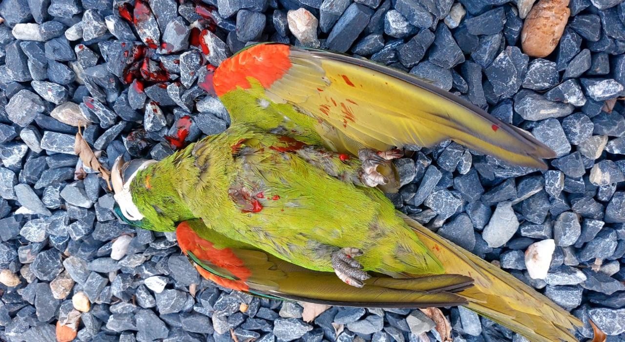 Morador é preso suspeito de matar arara maracanã com espingarda em Cuiabá