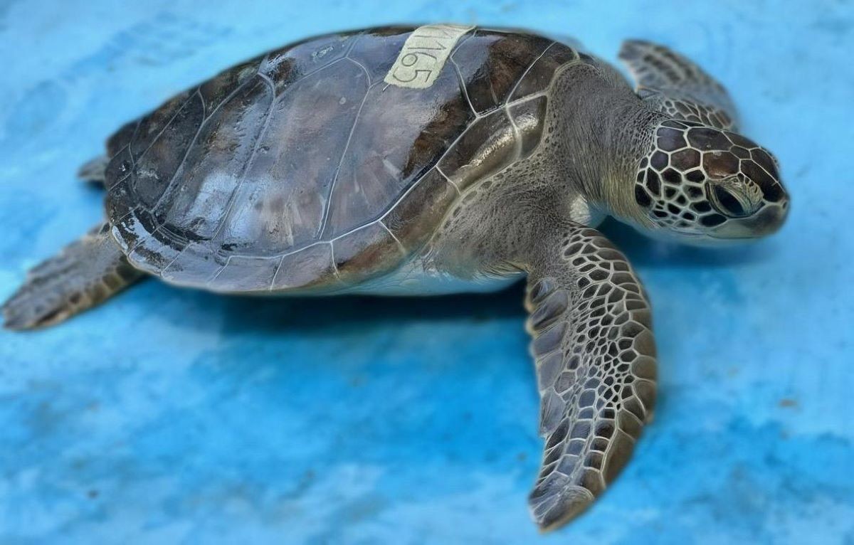 Tartaruga marinha resgatada em Angra dos Reis é solta após reabilitação