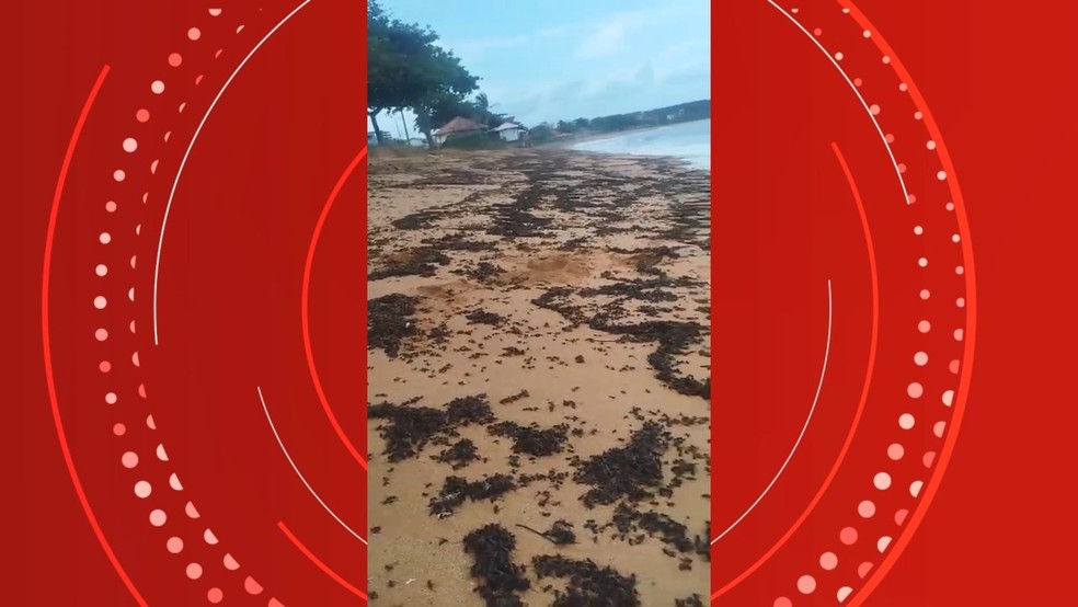 Milhares de formigas tanajuras aparecem mortas na praia de Barra do Sahy em Aracruz, Espírito Santo — Foto: Reprodução/Redes sociais