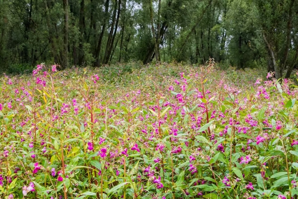 O bálsamo do Himalaia está se sobrepondo às plantas nativas. — Foto: Intreegue/Shutterstock