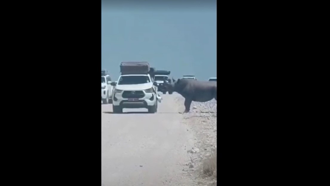 VÍDEO: Rinoceronte ameaçado de extinção é flagrado atacando carro com turistas durante safári