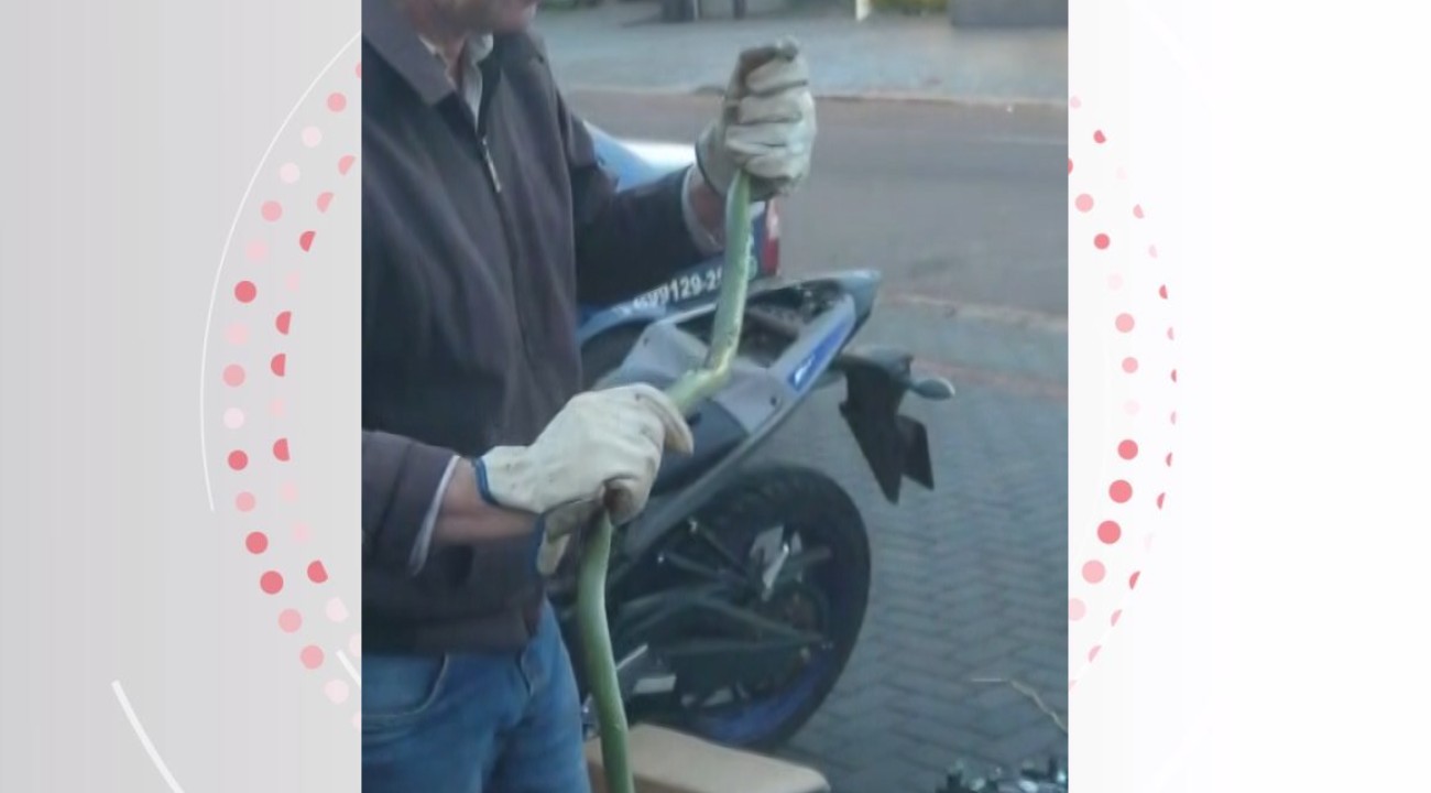 Motociclista leva serpente 'de carona' sem saber que animal estava no veículo, no Paraná