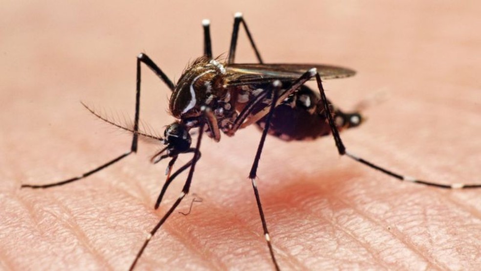 Morte por dengue é confirmada em Presidente Prudente (SP) — Foto: João Paulo Burini/Getty Images via BBC