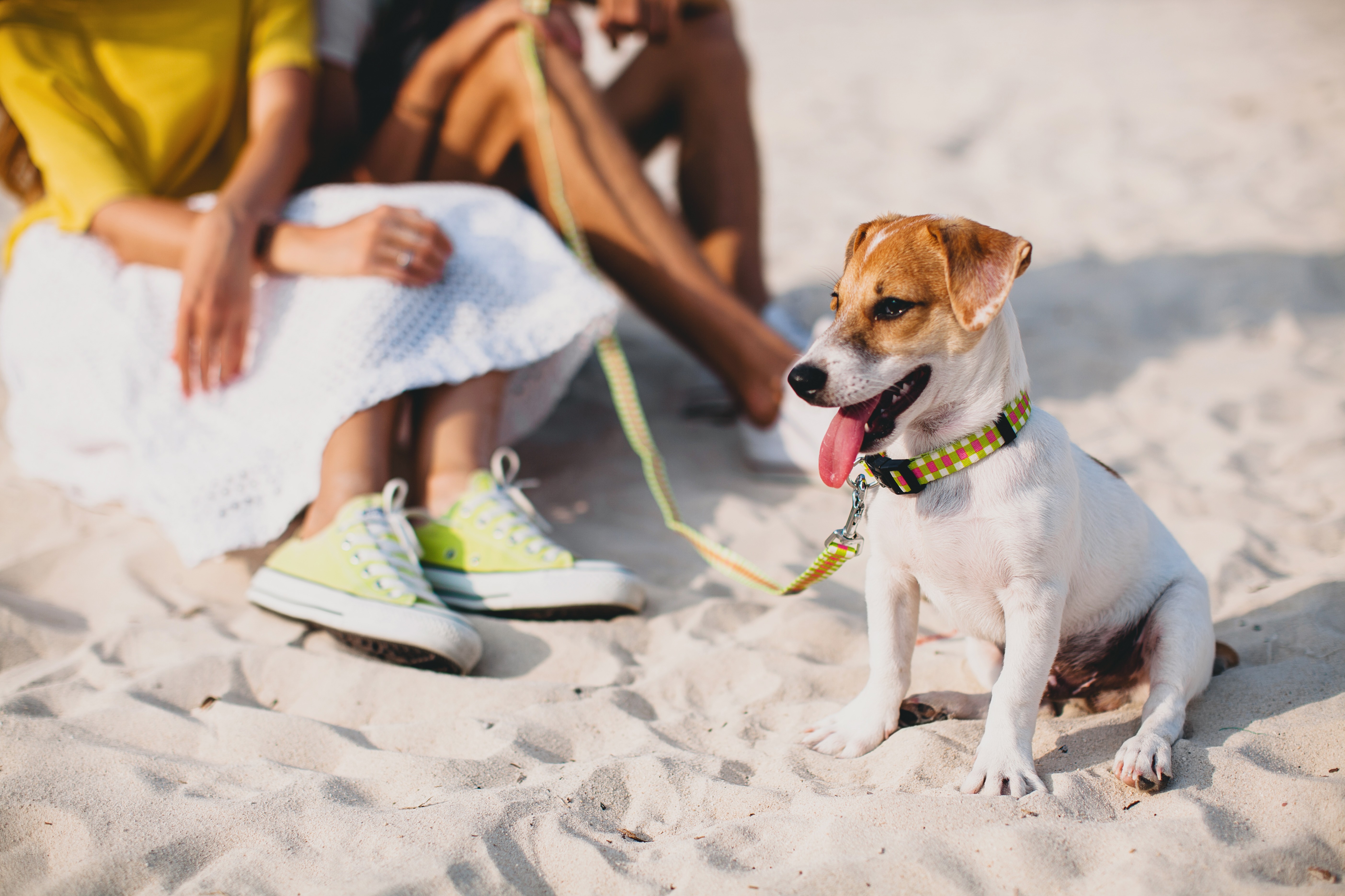 Cachorros no verão: qual é a alimentação ideal durante a estação? 