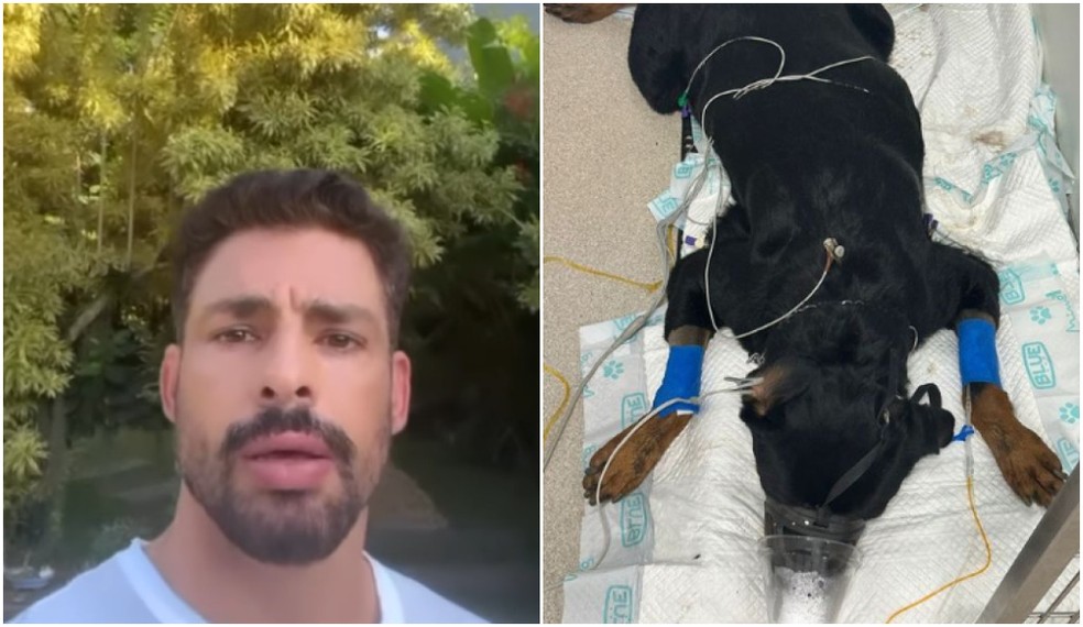 Cauã Reymond publica vídeo em que diz que seus cachorros foram envenenados — Foto: Reprodução/Instagram