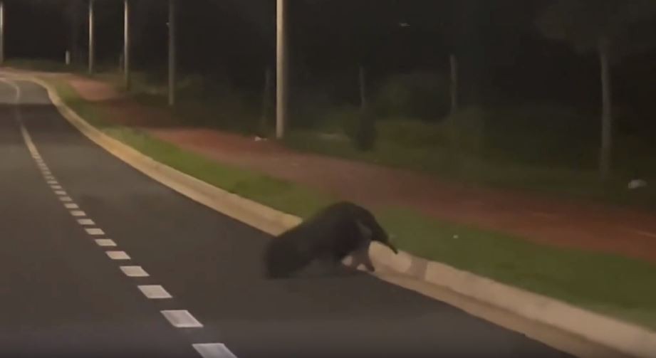 VÍDEO: Tamanduá-bandeira aproveita madrugada para passear pelo Granja Marileusa