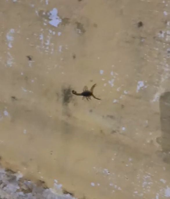 VÍDEO mostra muro de cemitério cheio de escorpiões em São Carlos: 'muito cuidado para passar'