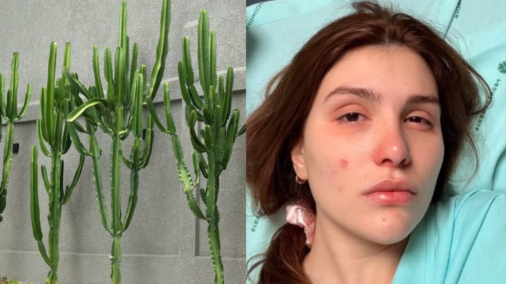 Cacto-candelabro que causou les&atilde;o nos olhos da influenciadora Thais Reolon &mdash; Foto: Reprodu&ccedil;&atilde;o Redes Sociais