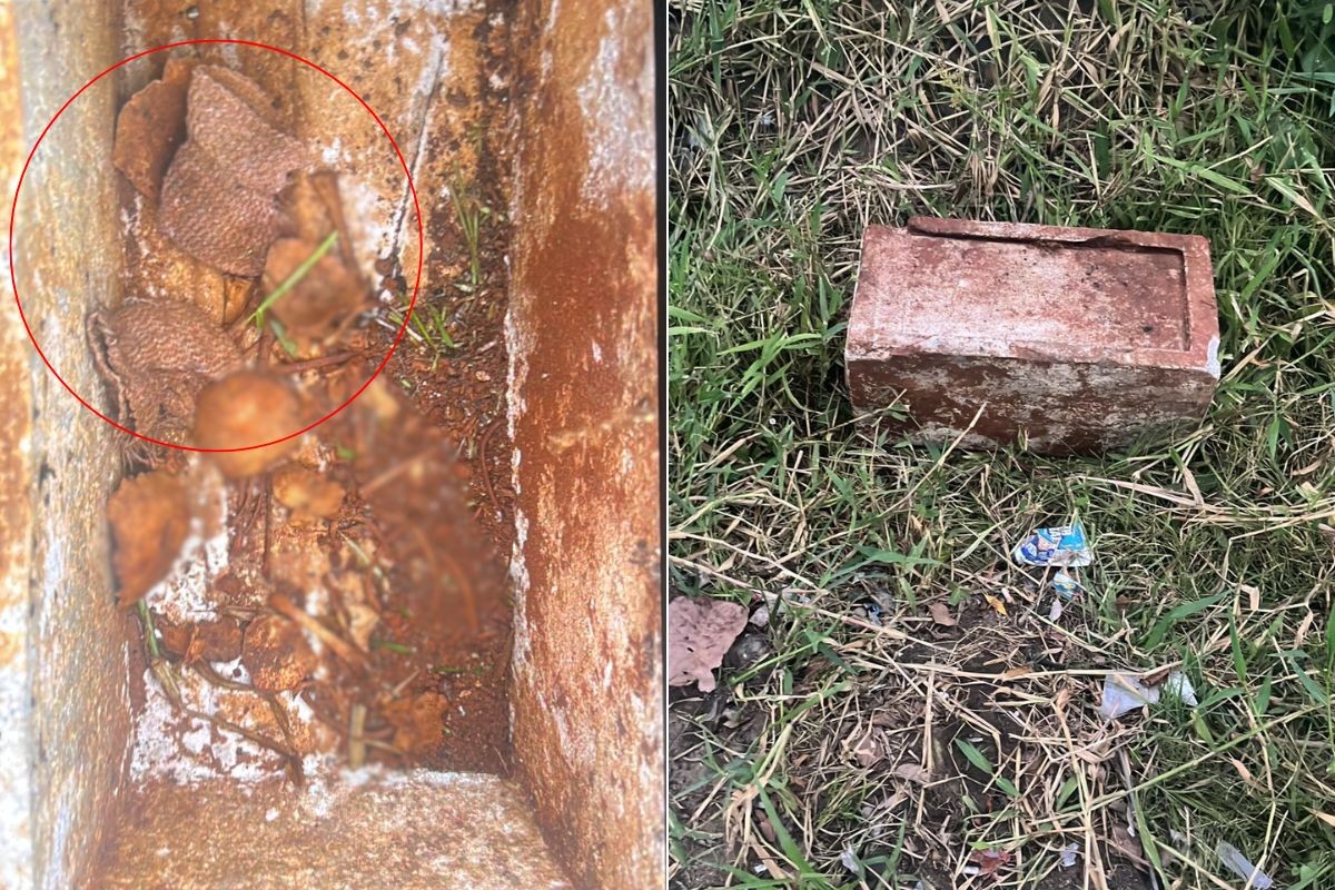 Par de luvas de bebê foi encontrado intacto com ossada humana dentro de caixa em terreno no litoral de SP