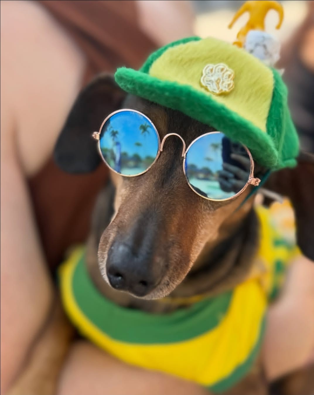 'Caminhada do Amicão' reúne famílias e pets pela primeira vez em Pinheiral; veja fotos — Foto: Divulgação/TV Rio Sul