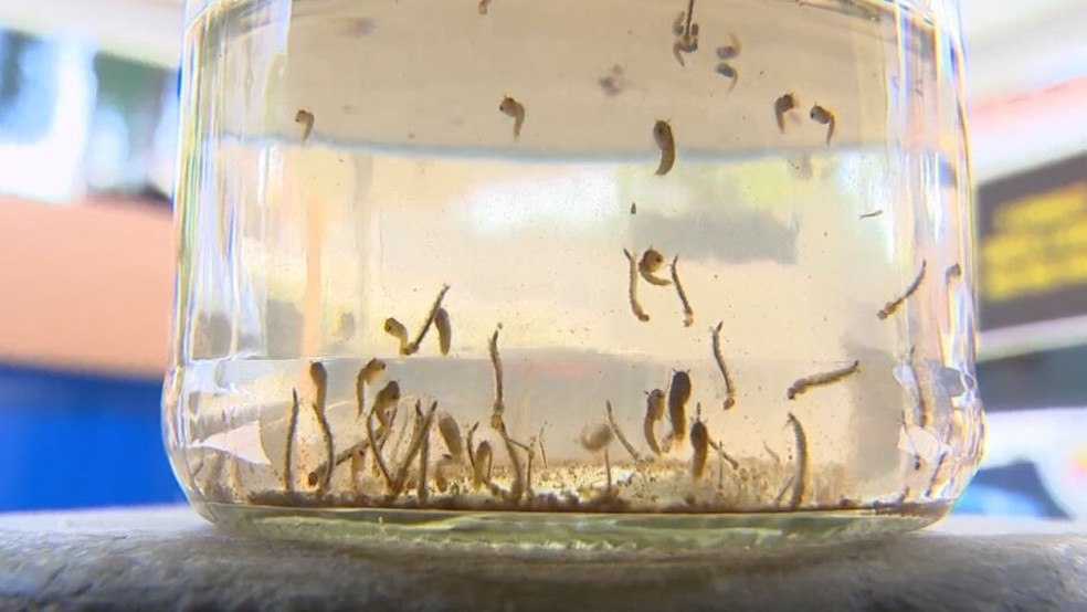Larvas do mosquito Aedes aegypti, transmissor da dengue &mdash; Foto: Reprodu&ccedil;&atilde;o/TV TEM