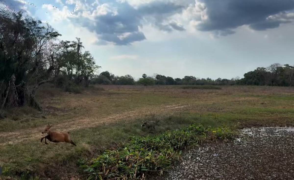 Cena rara no Pantanal: onça-pintada persegue cervo e biólogo grava tudo; veja vídeo