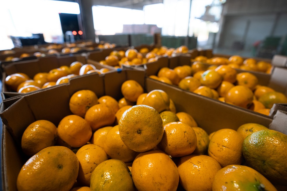 Murcote é um tangor, um tipo de híbrido de tangerina e laranja — Foto: Fábio Tito/g1