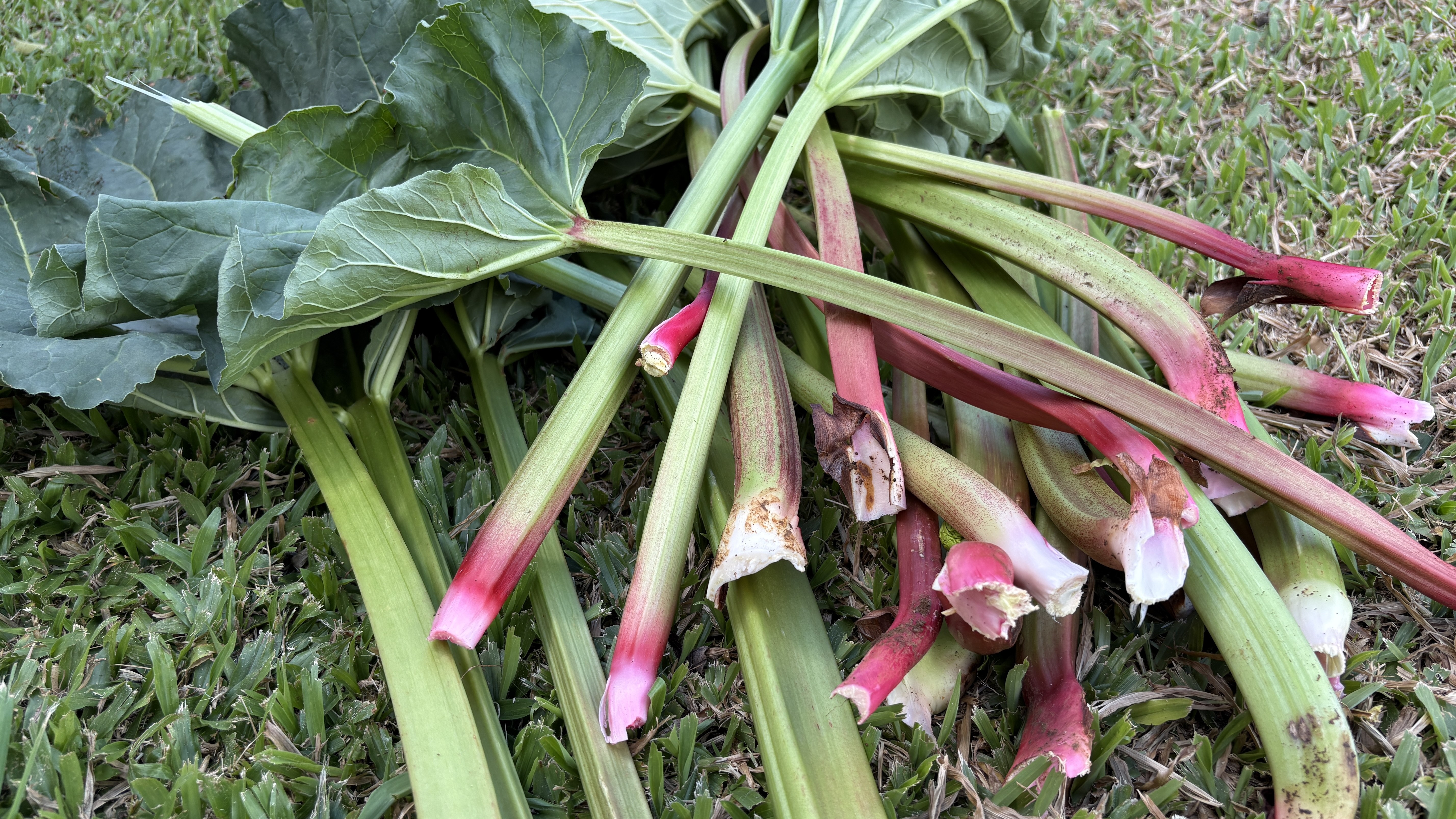 Já ouviu falar em ruibarbo? Cheia de nutrientes e apreciada pela alta gastronomia, planta só é cultivada por uma família no Brasil