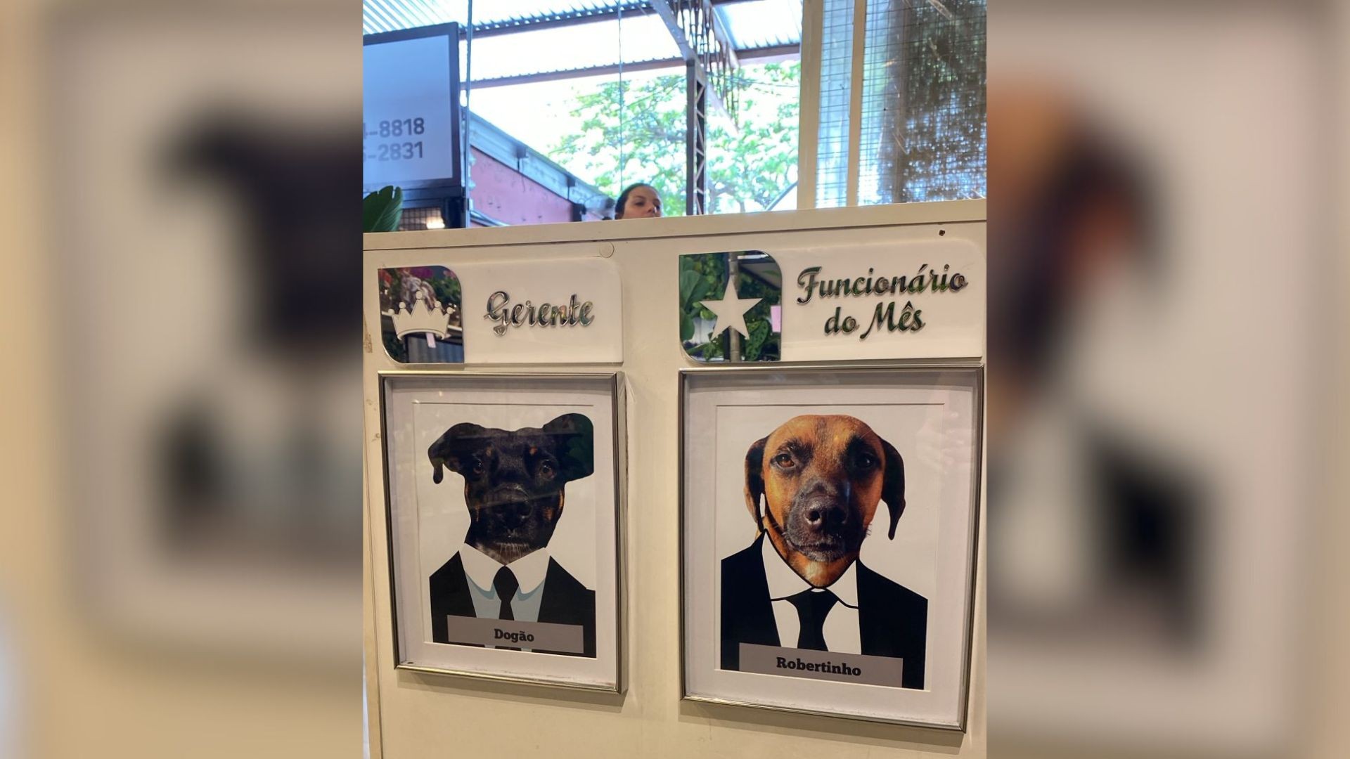 Cães comunitários são promovidos a 'gerente' e 'funcionário do mês' em floricultura: 'Fomos escolhidos por eles', diz comerciante